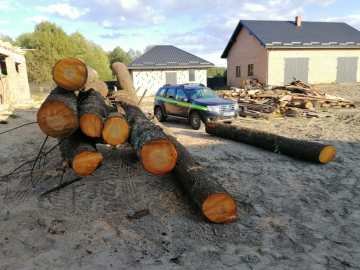 На Волині спіймали злодіїв, які крали вільху у лісі