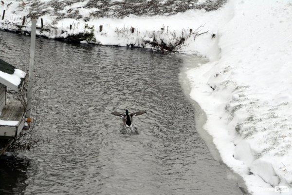 Фото снігового ранку в Луцьку