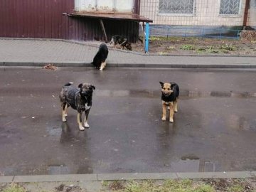 У Луцьку на дитину напала зграя собак. ФОТО