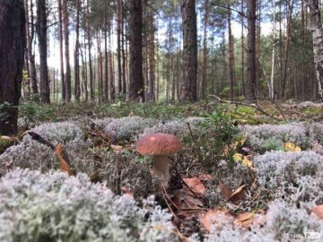 «Тихе полювання» – у розпалі: куди поїхати по гриби поблизу Луцька