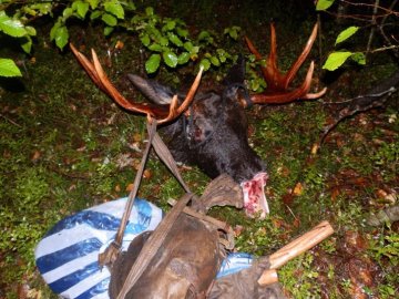 Браконьєрів, які розчленували пару лосів на Волині, досі не покарали