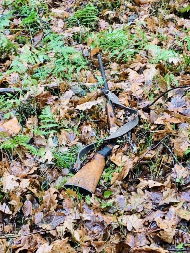 На Волині браконьєри вбили козулю. ФОТО