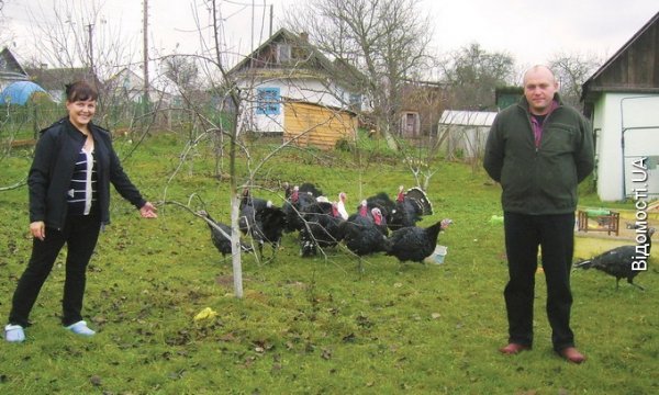 На Волині завод став свинарником