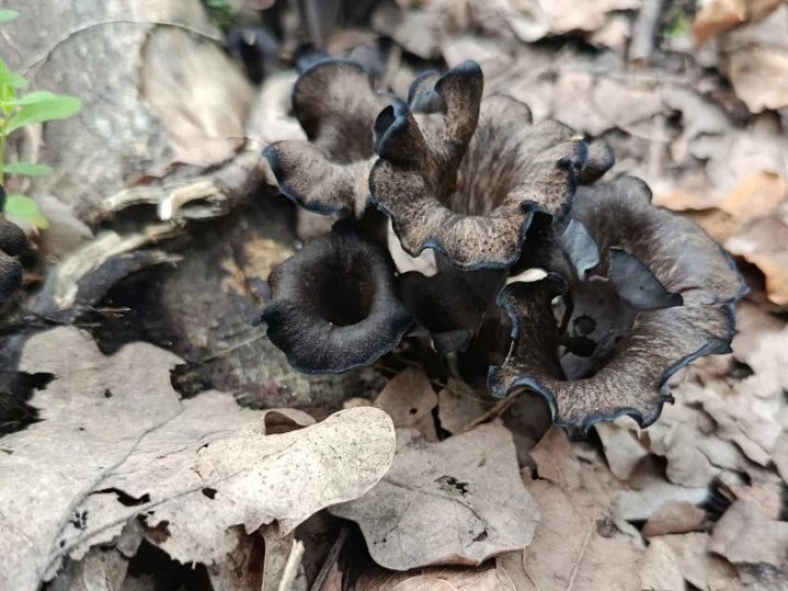 Некрасивий, але смачний: рідкісний делікатесний гриб знайшли під Луцьком