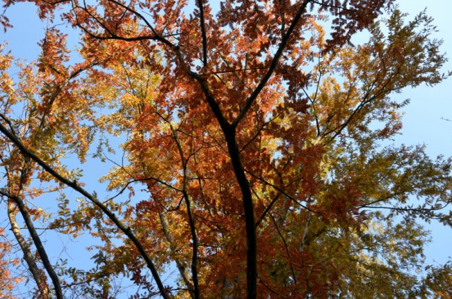 На Волині школярі заготовляли насіння рідкісних видів дерев. ФОТО