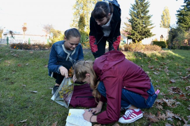 На Волині школярі заготовляли насіння рідкісних видів дерев. ФОТО