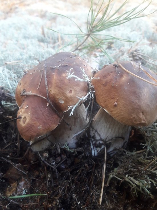 Мешканці району на Волині похизувалися чималим грибним «уловом». ФОТО