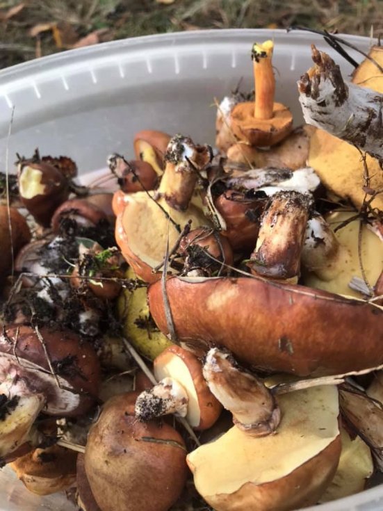 Мешканці району на Волині похизувалися чималим грибним «уловом». ФОТО