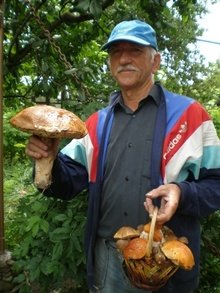 Лучанин знайшов у лісі неймовірно великого гриба