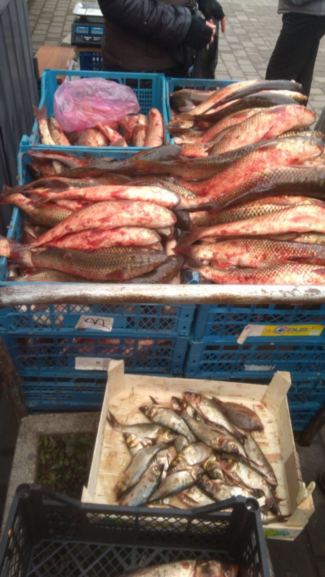 На ринках Луцька продавали «незаконну» рибу. ФОТО