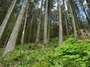 На Волині понад 21 га лісів вартістю більше 56 мільйонів повернули державі
