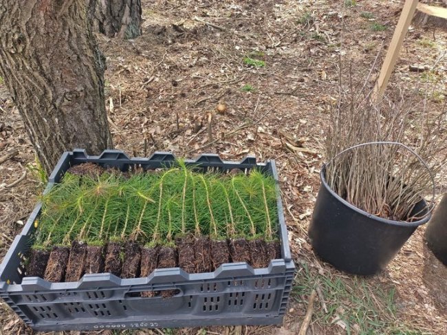 На честь воїнів, які загинули  в боях за Україну: на Волині висадили «Ліс пам’яті»