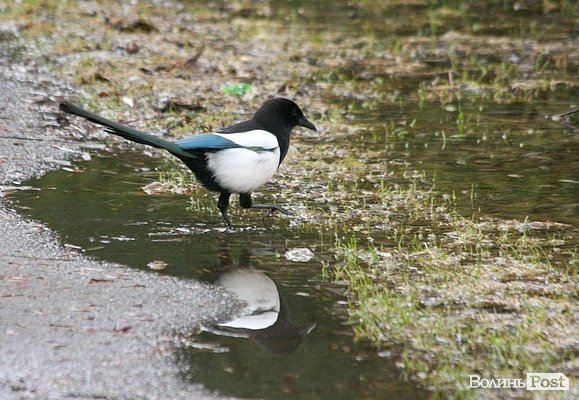 Повінь у Луцьку. ФОТО. ВІДЕО