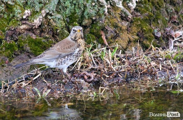 Повінь у Луцьку. ФОТО. ВІДЕО
