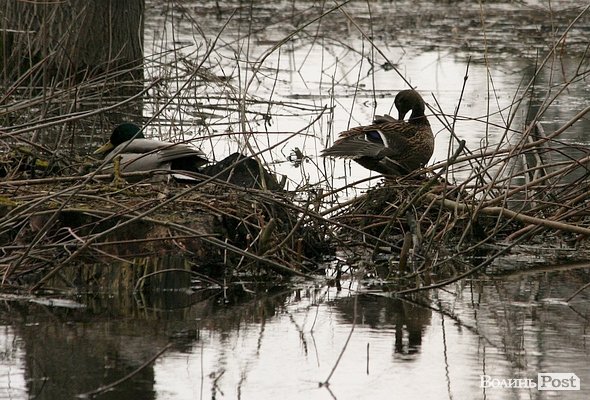 Повінь у Луцьку. ФОТО. ВІДЕО