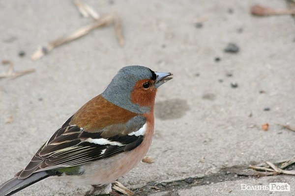 Повінь у Луцьку. ФОТО. ВІДЕО