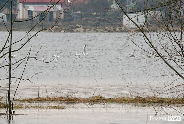 Повінь у Луцьку. ФОТО. ВІДЕО