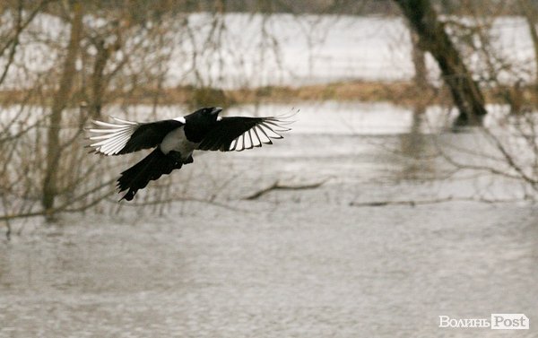 Повінь у Луцьку. ФОТО. ВІДЕО