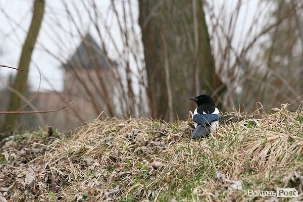Повінь у Луцьку. ФОТО. ВІДЕО