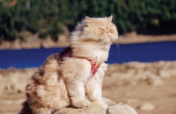  Коти-мандрівники, які не бояться відкривати світ. ФОТО