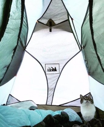  Коти-мандрівники, які не бояться відкривати світ. ФОТО