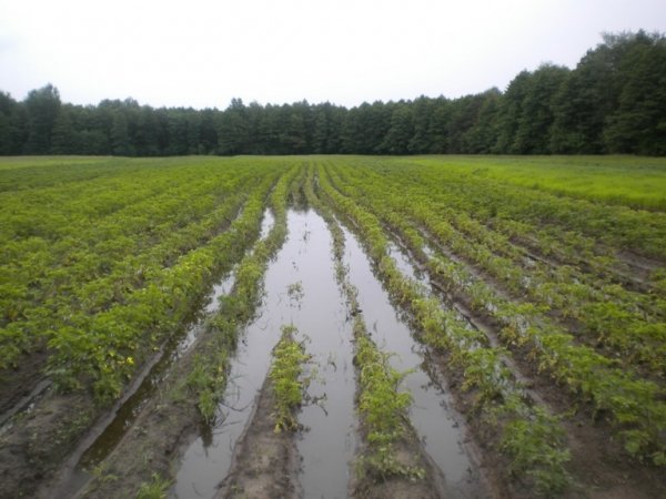 Волинь знову підтоплює. ФОТО