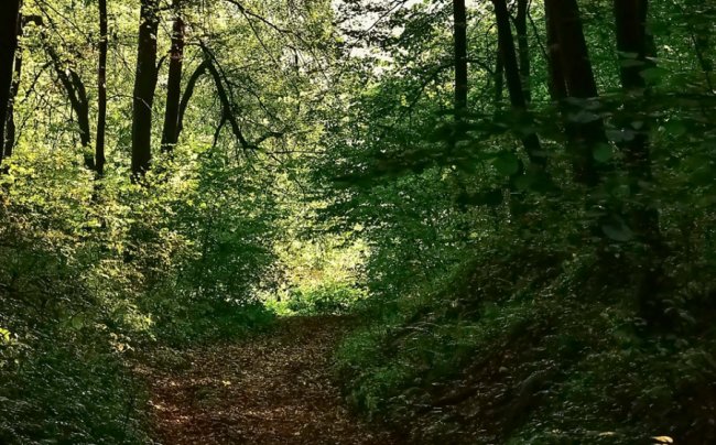 Дивовижні краєвиди волинського нацпарку на світанку. ФОТО