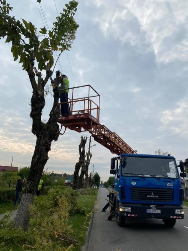 У Луцьку та Ковелі запровадили карантин через поширення білого метелика та амброзії