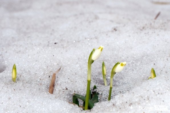 Підсніжки - вісники весни 