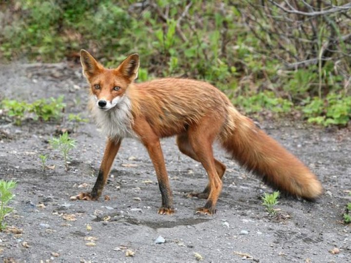 У селі на Волині через хвору на сказ лисицю запровадили карантин