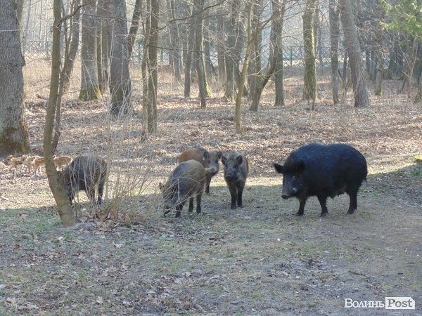 Приручені дикі кабани