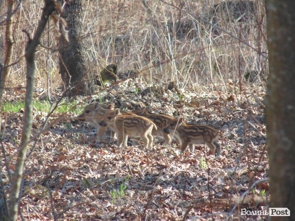 цьгорічне потомство диких кабанів