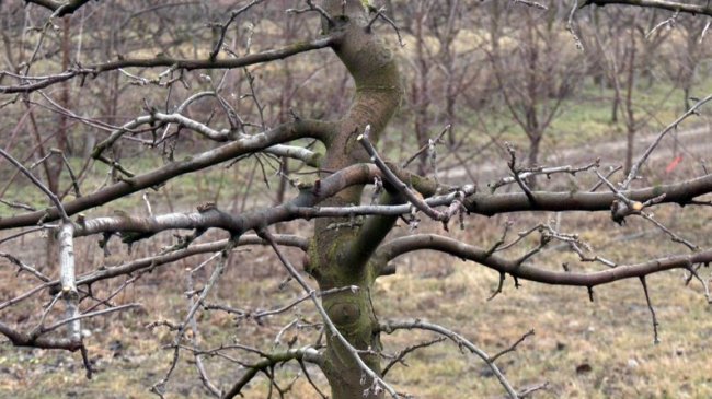 Як правильно обрізати дерева: поради волинського садівника. ВІДЕО