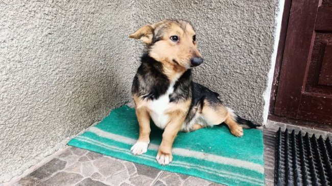 «Найтяжча дорога – на цвинтар до рідної дитини»: спогади батьків про загиблого на війні прикордонника з Волині