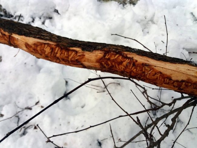 Як у волинському лісі зубрів шукали. ФОТО