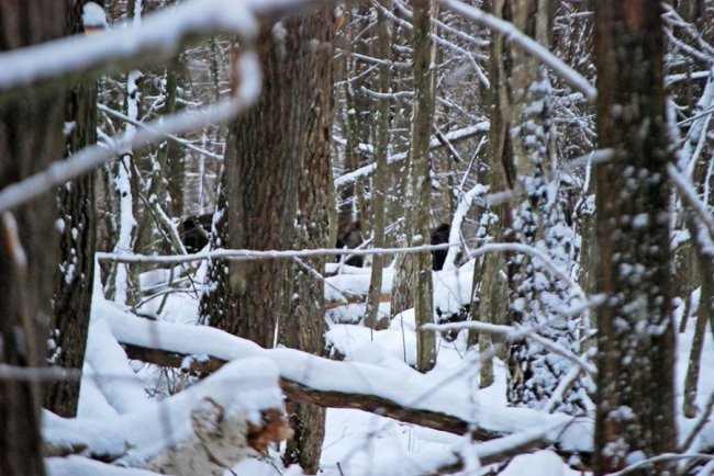 Як у волинському лісі зубрів шукали. ФОТО