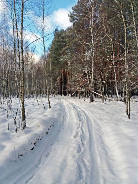 Як у волинському лісі зубрів шукали. ФОТО