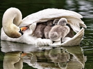 На Волині маленькі лебедята заплуталися в браконьєрських сітках. ВІДЕО