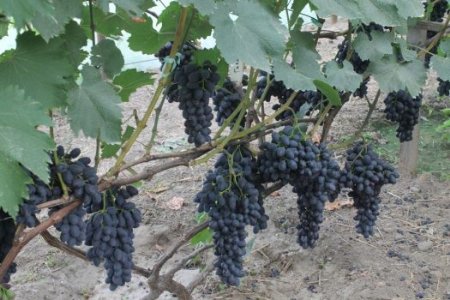 На Волині фермер вирощує 57 сортів винограду. ФОТО