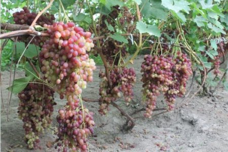На Волині фермер вирощує 57 сортів винограду. ФОТО