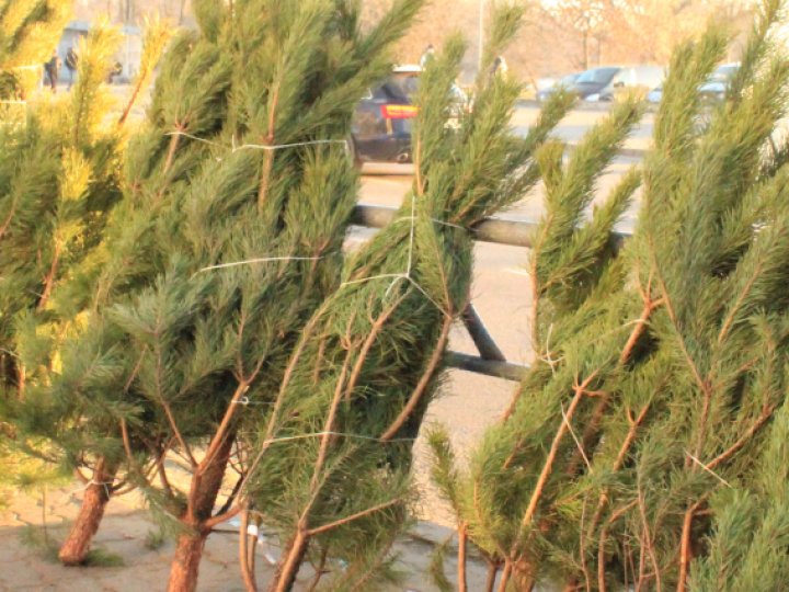 Куди подіти новорічну ялинку в Луцьку після свят: основні поради