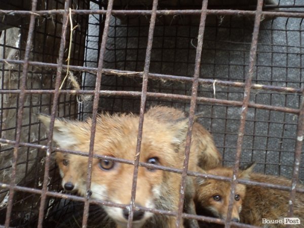 На подвір’ї у волинянина живуть шестеро лисиць. ФОТО. ВІДЕО