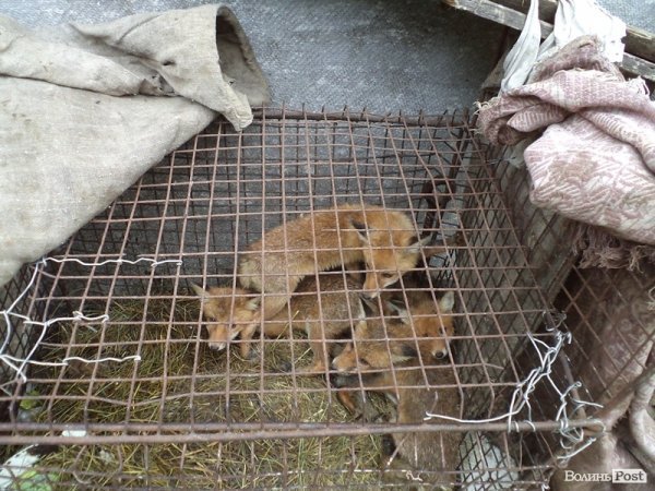 На подвір’ї у волинянина живуть шестеро лисиць. ФОТО. ВІДЕО