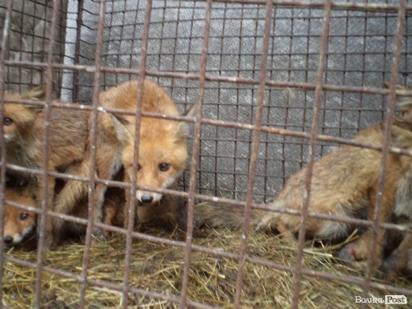 На подвір’ї у волинянина живуть шестеро лисиць. ФОТО. ВІДЕО