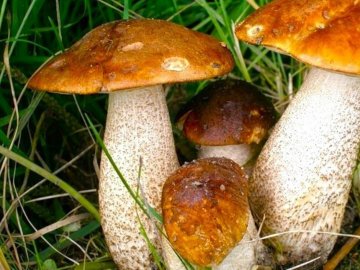 У районі на Волині зареєстрували випадок отруєння грибами