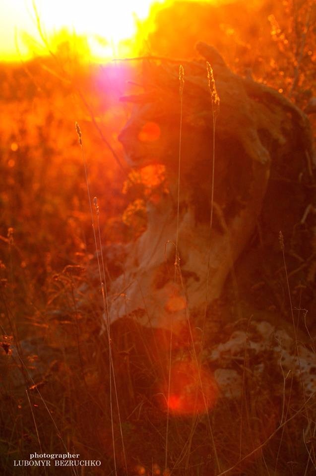 Роса і павутинки: луцький фотограф поділився осінніми світлинами