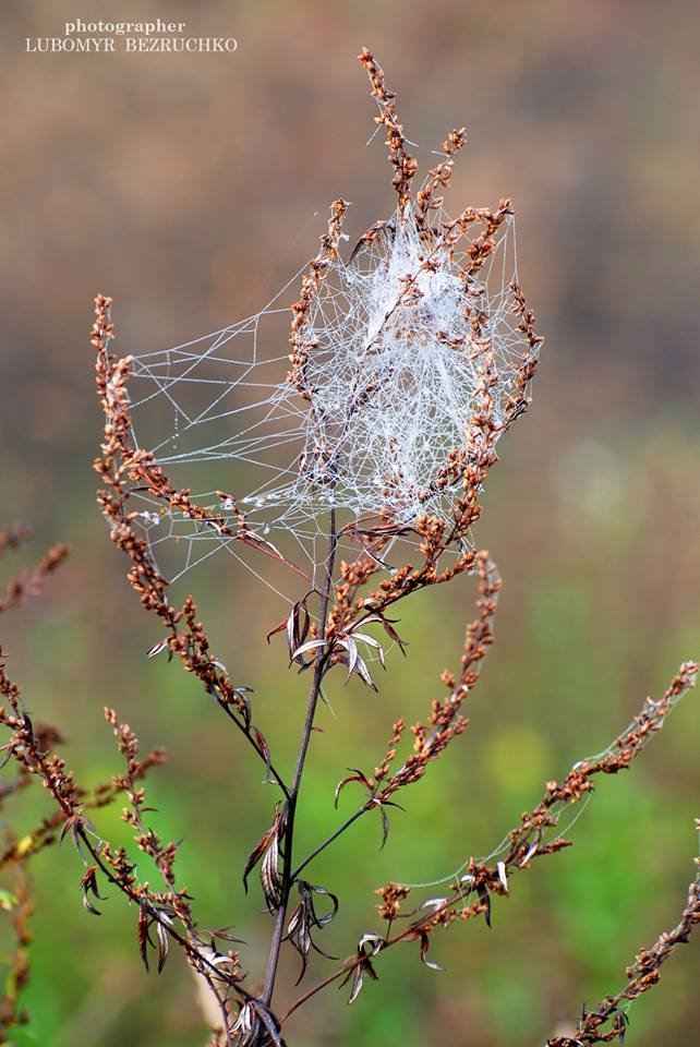 Роса і павутинки: луцький фотограф поділився осінніми світлинами