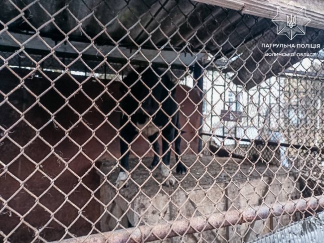 Поліція покарала лучанина, пси якого роздерли сусідського кота