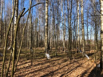 Від останнього снігу, до перших бруньок: на Волині – сезон заготівлі березового соку. ФОТО 