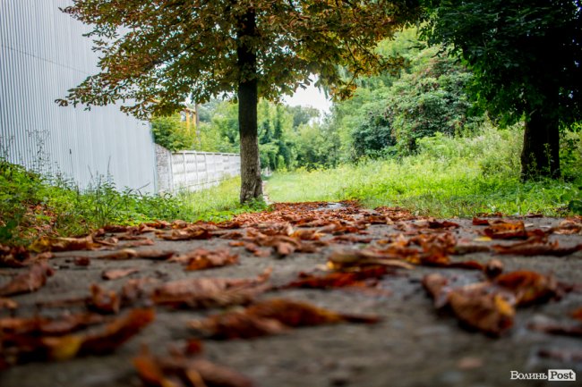 Літній листопад: чому «лисіють» луцькі каштани. ФОТО